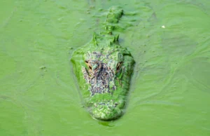 Alligator In Blue Green Algae
