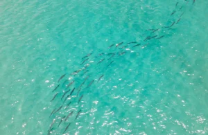 Tarpon Swimming Along Florida Gulf Coast